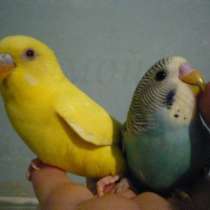 попугай волнистый, птенцы, в Калининграде