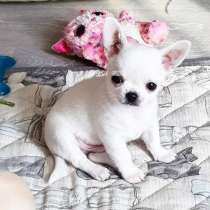 Szczeniaki chihuahua, в г.Варшава
