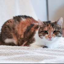 Уютная, нежная, домашняя кошка Мусенька в добрые руки, в Москве