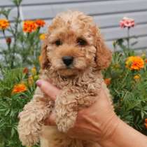 Щеночки Той Пуделя, в Кирове