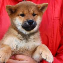 Сиба девочка, в Уфе