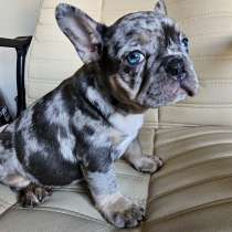 Французский бульдог. Blue tan merle with blue eyes, в г.Берлин