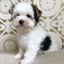 Biewer-Yorksihire terrer, в г.Афины