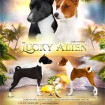 Basenji puppies, в г.Braila