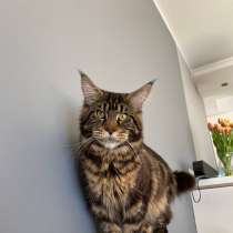 Ищу кошку породы мейнкун на вязку, в г.Познань