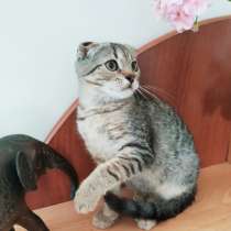 Шотландский вислоухий котенок, в Симферополе