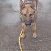 Отдам овчарку, мальчика, двух лет, в хорошие руки, в г.Макеевка