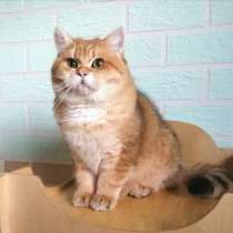 Продаю красивого кота с родословной, в г.Вроцлав