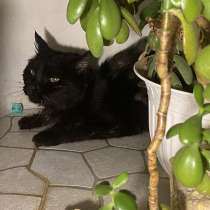 Красавица и умница кошка Багира в добрые руки!, в Москве