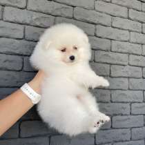 Шпиц, в г.Париж