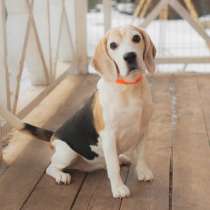 Собачка породы Бигль в хорошие руки, в Санкт-Петербурге