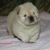 Лекари - наших душ, щенки - чау-чау, в Москве