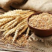 Куплю зерно от 20 тонн, урожай 2020г, в Челябинске