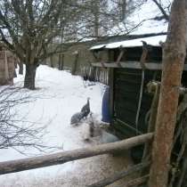 Продам Цесарок, в Твери