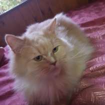 Отдам в добрые руки, в Кашире