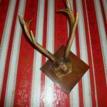 РОГА КОСУЛИ, в г.Гомель