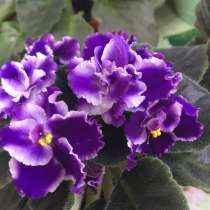 Комнатное растение, в Кудрово