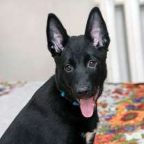 Ищем хозяев щенку Грине, в Санкт-Петербурге