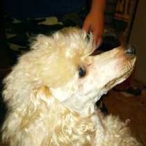 Продам щенки той пуделя, в г.Костанай