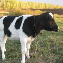Закупаем молодняк (бычки, тёлочки) 50-100 кг, в г.Могилёв