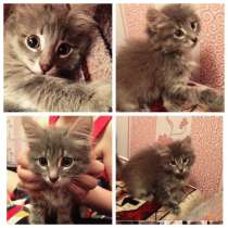 Котенок ищет дом, в Самаре