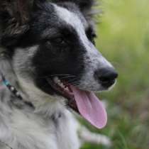 Щенок, в Чите