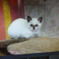 Шотландская кошечка-подросток, в Кисловодске