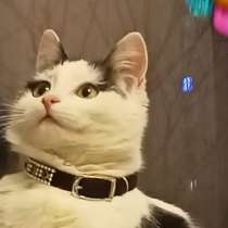 Кошечка Тася в добрые руки, в Москве