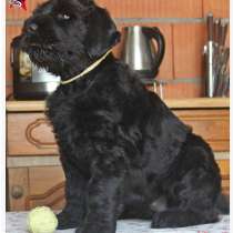 Щенки русского черного терьера, в Калининграде