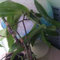 Золотой ус-5 лет, в Ростове-на-Дону