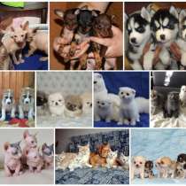 Питомник щенков и котят Киров, в Кирове