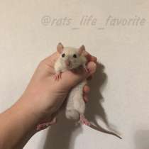 Крыса крысята продажа, в Химках