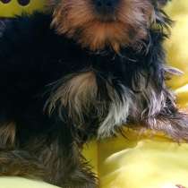 Мини мальчишка, в Симферополе