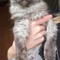 Девочка Мейн Кун ns, в г.Американа