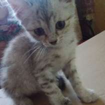 Разыскивается кошка!, в г.Экибастуз