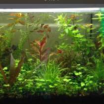 Аквариумы, Рыбки, Растения и многое другое, в Орехово-Зуево