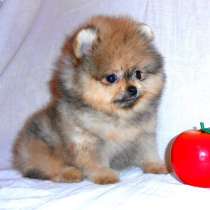 Привлекательные шпицы, в Ярославле