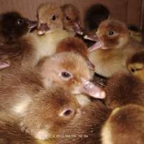 Мускусные утята, в г.Краснодон