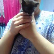 Отдадим котят в добрые руки только добрые руки.Анастасия и В, в Пикалево