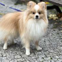 Померанский шпиц, в г.Прага