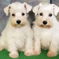 Цверг шнауцер. White, в г.Гросенхайн