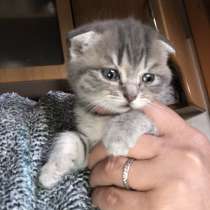 Продам котят Британский вислоухий короткошёрстные, в г.Черновцы