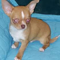 Чихуахуа. Мини, в г.Berne