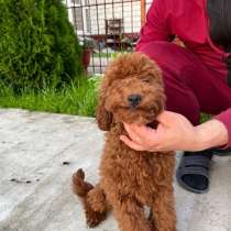 Мальчик 7 месяцев, в г.Анталия