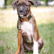 Стаффо- детки мальчики, в г.Бердичев