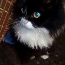 Кошка в хорошие руки, в г.Стаханов