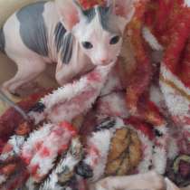 Свинкс, в Люберцы