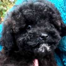 Пудель, в г.Bergen