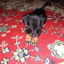 Такса щенок, в Воронеже