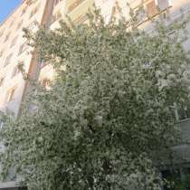 Продам однокомнатную, в Пыть-яхе